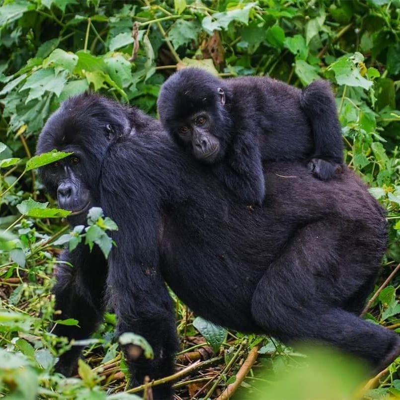 Gorilla Hills Eco-Lodge Kisoro Zewnętrze zdjęcie